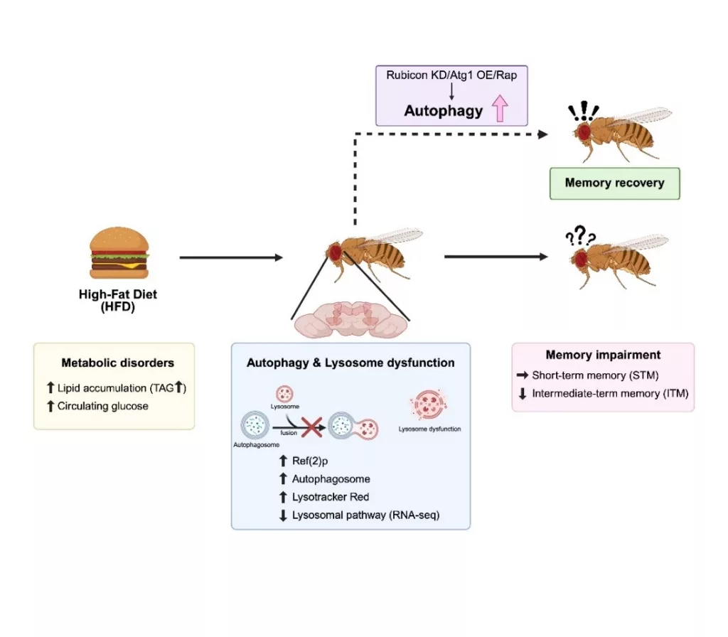 High-Fat Diet Impairs Memory Formation by Reducing Autophagy