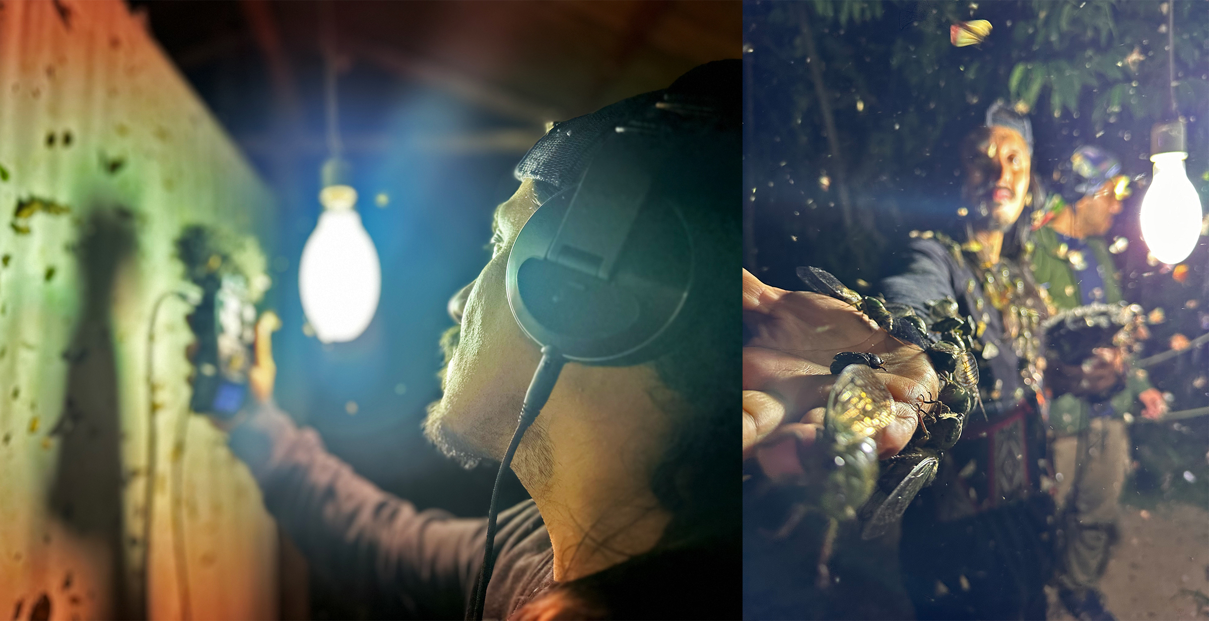 Tayta Bird recording sounds of nocturnal insects.