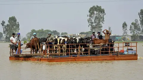 Getty Images Local men rescue their cattle using a barge through the flooded waters of the Beas river at Baoopur village in the Kapurthala district of India's Punjab state on August 29, 2025. (Photo by Shammi MEHRA / AFP) (Photo by SHAMMI MEHRA/AFP via Getty Images)