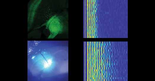 Sensory gatekeeper drives seizures, autism-like behaviors in mouse model