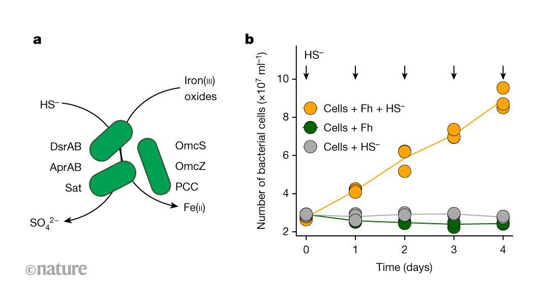 Iron-respiring microbes could have a role in sulfur cycling
