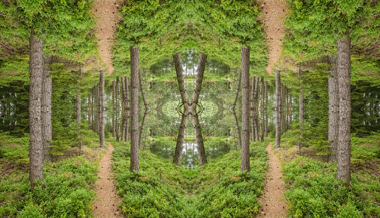 A kaleidoscope image showing paths in a forest through trees and ferns.