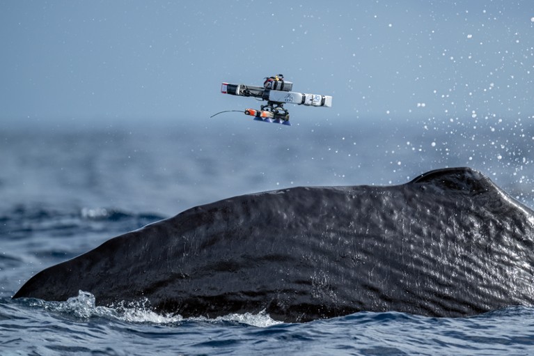 A drone hovering over the back of a sperm whale as it breaks the surface of the water