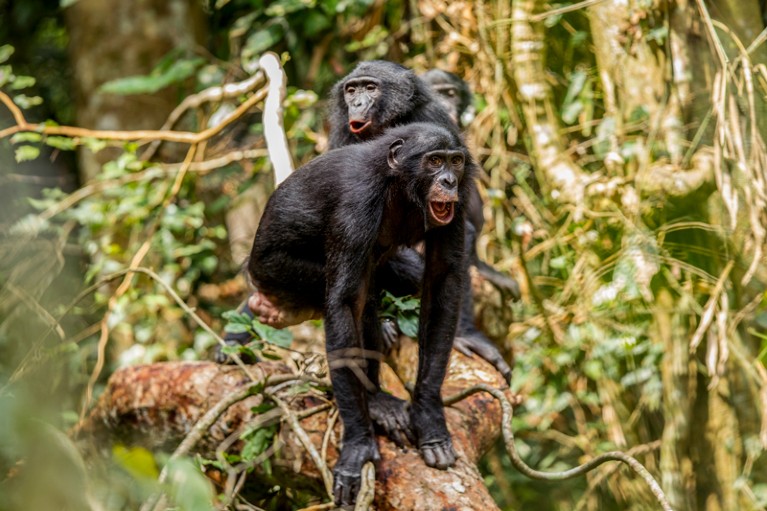 Three bonobos moving down on a fallen tree branch in a forest and vocalizing.