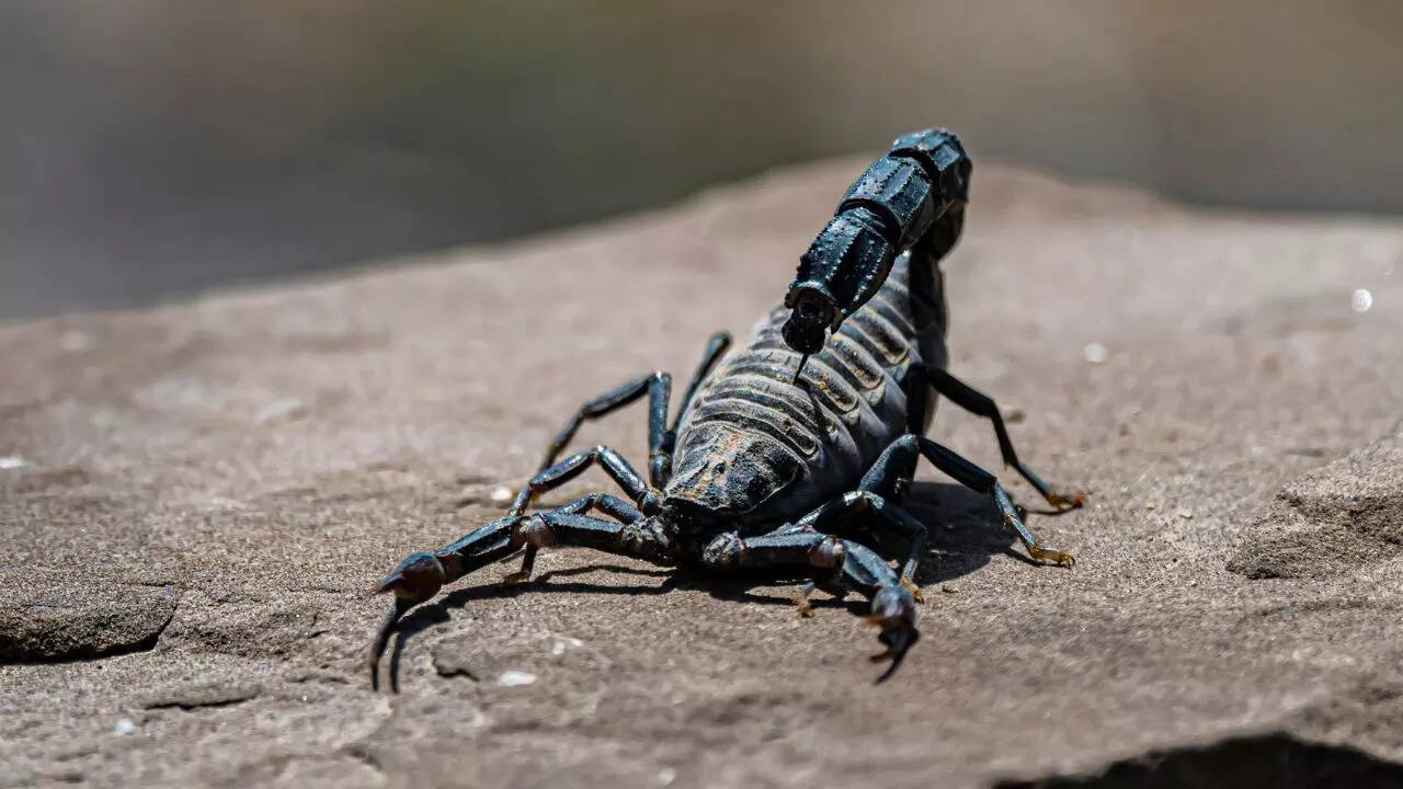 Deadly animals commonly living near human homes