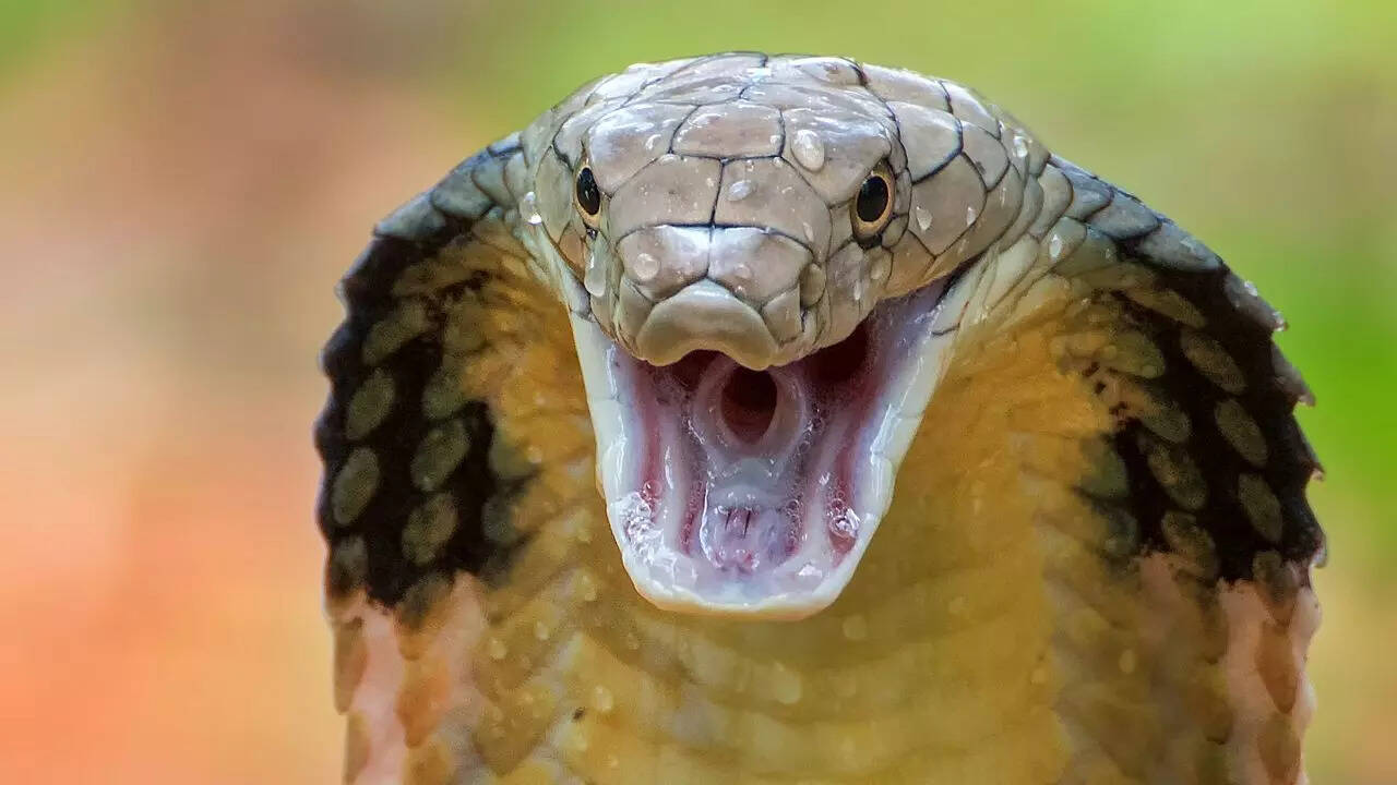 Deadly animals dangerous to humans, according to science