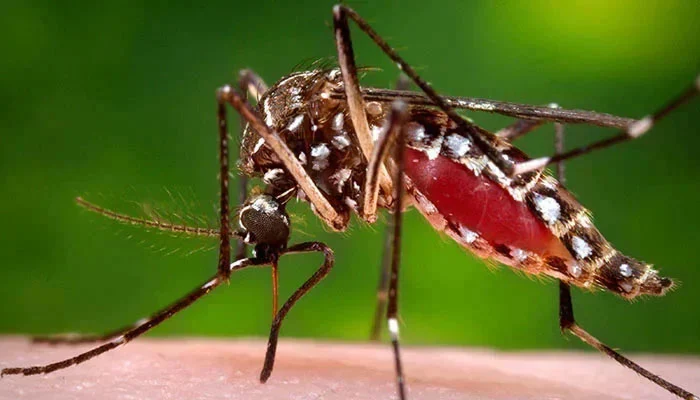21 new dengue cases in ICT, 97 inspections, 47 fogging drives conducted in 24 hours