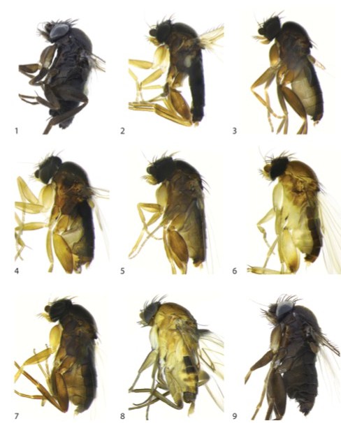 New species of scuttle flies
