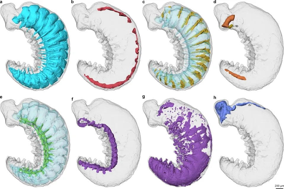 Co-author Katherine Dobson called the find “almost perfect preservation,” while lead researcher Martin Smith admitted, “when I saw the amazing structures preserved under its skin, my jaw just dropped.” Organ systems of a Cambrian euarthropod larva