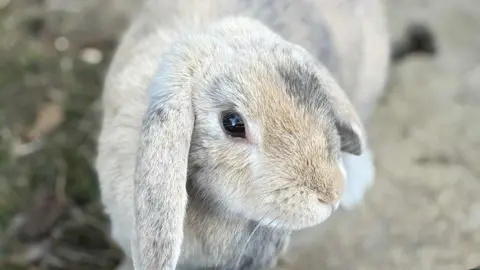 Alison A close up of a light grey rabbit with tanned coloured markings.