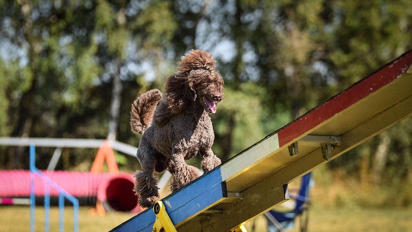 Standard Poodle