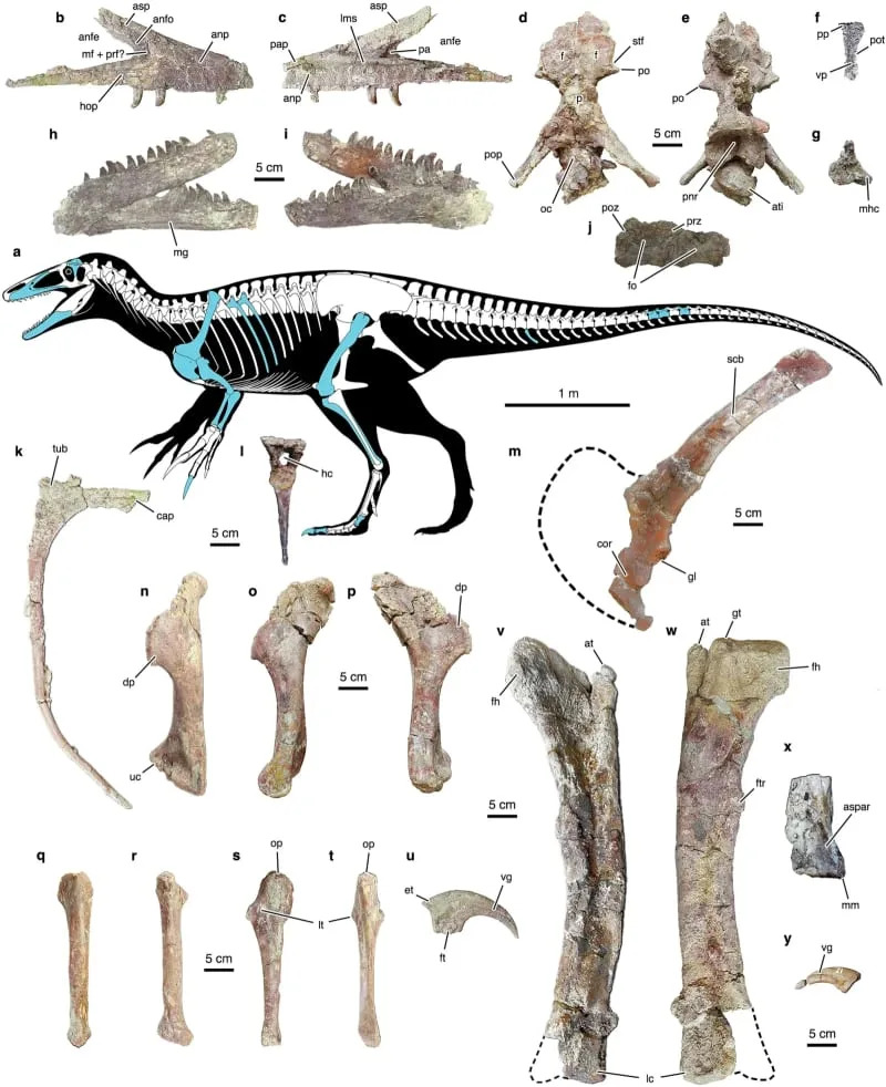 Osteology of Joaquinraptor casali gen. et sp. nov. (CREDIT: Nature Communications)