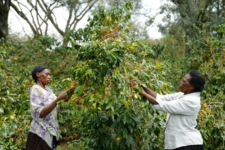 Two women examine beans on a coffee plant.