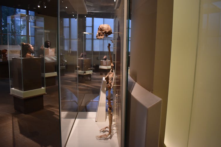 sideways view through a glass museum case of a standing partial skeleton