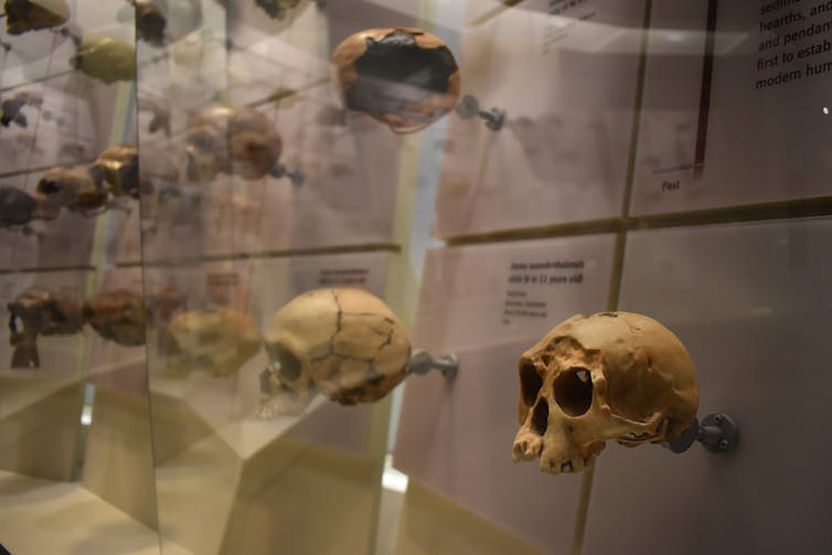 multiple skulls behind glass with text notation in a museum case.
