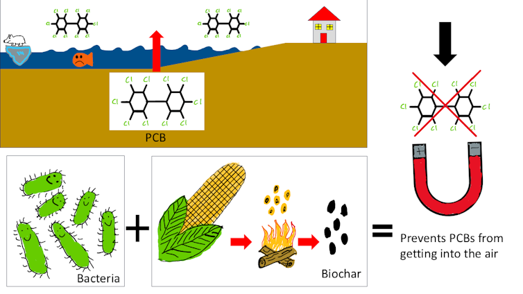 An image of polychlorinated biphenyls (PCBs) moving from sediment to air on the top left. The bottom left shows bacteria being attached to corn-kernel biochar, and the right side of the image shows a magnet attracting a polychlorinated biphenyl