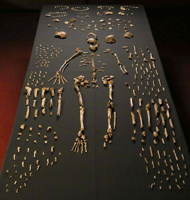 H Naledi Fossils