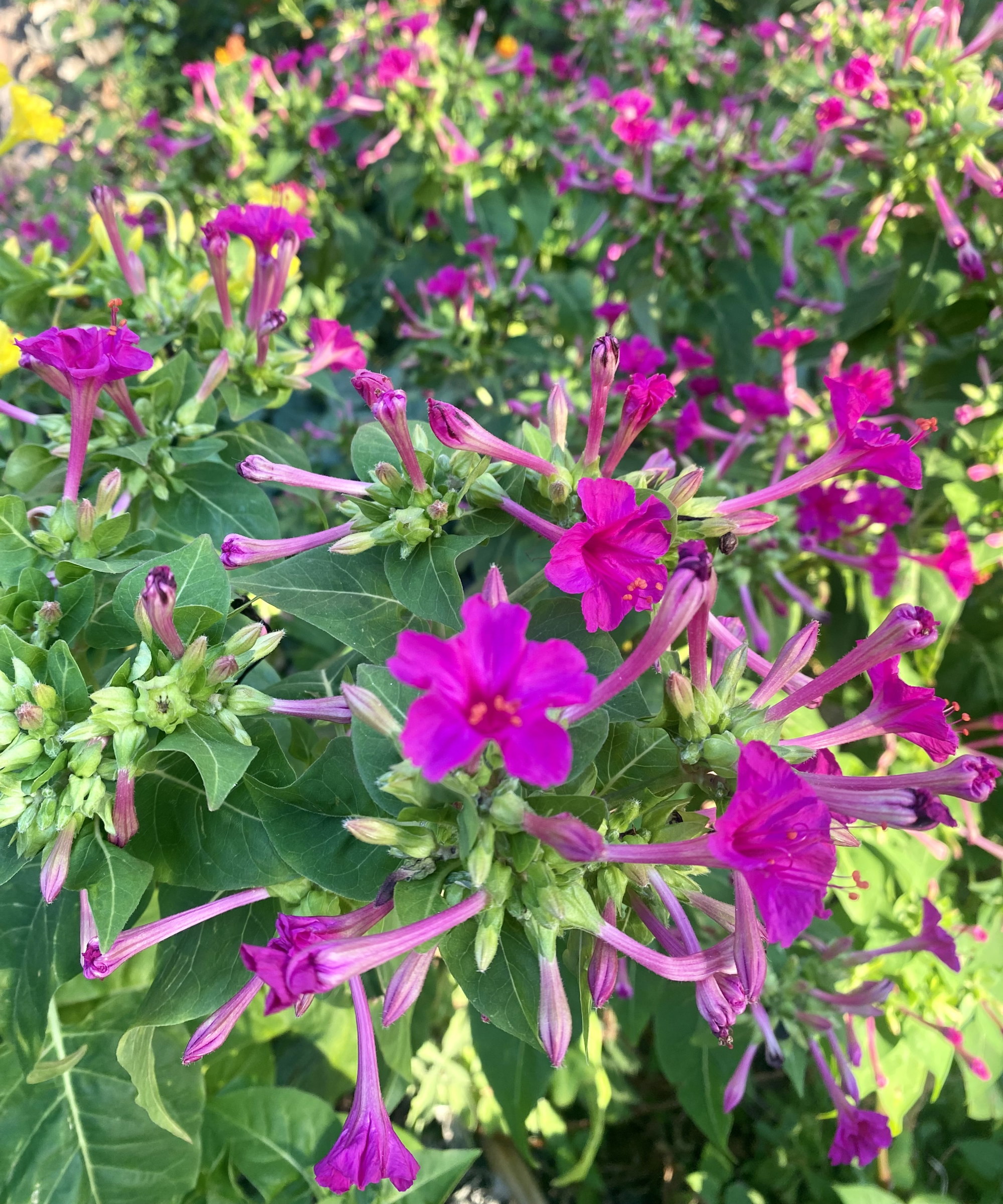 Pink mirabilis jalapa blooms on a thriving plant