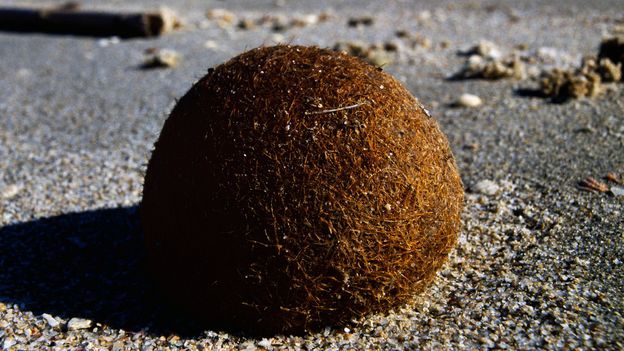Why plastic-filled ‘Neptune balls’ are washing up on beaches