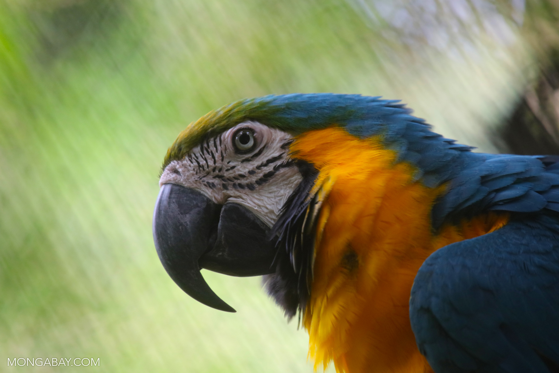 A blue and yellow macaw. 