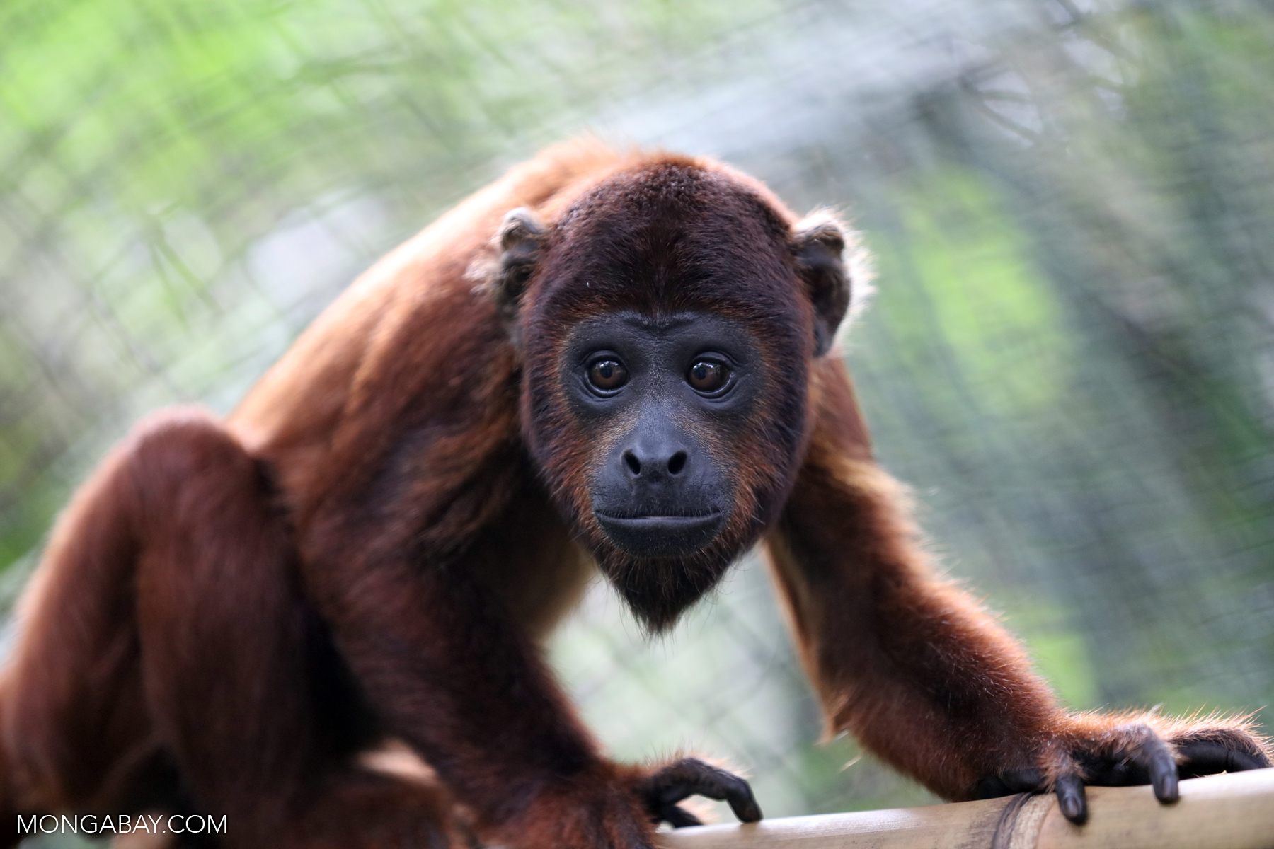 A red howler monkey, Tambopata Reserve, Peru.