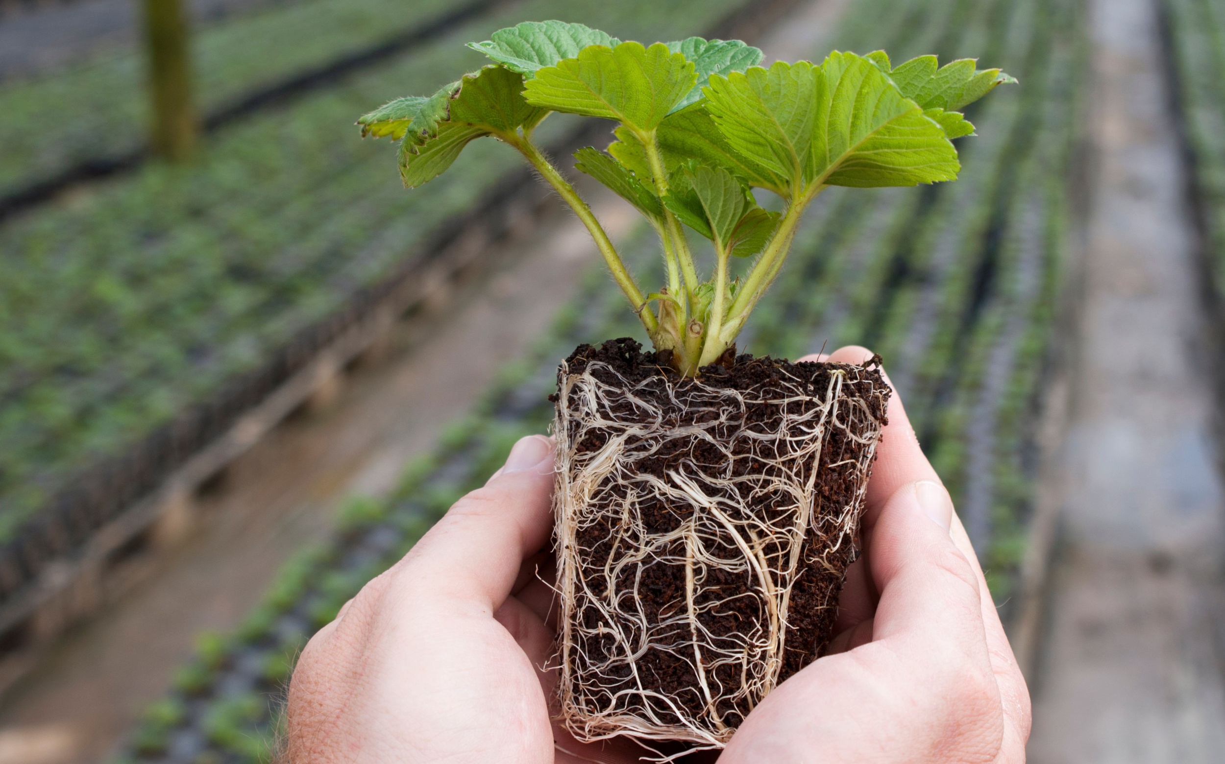 Digging into plant roots with DNA – no shovels required