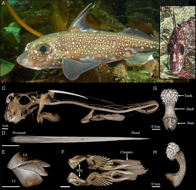 ratfish skeleton