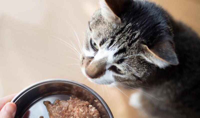FDA warns of H5N1 avian flu detection in raw cat food