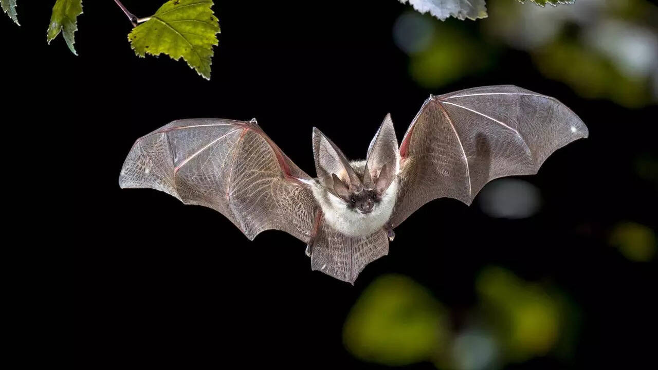 Safety measures to protect yourself from deadly animals