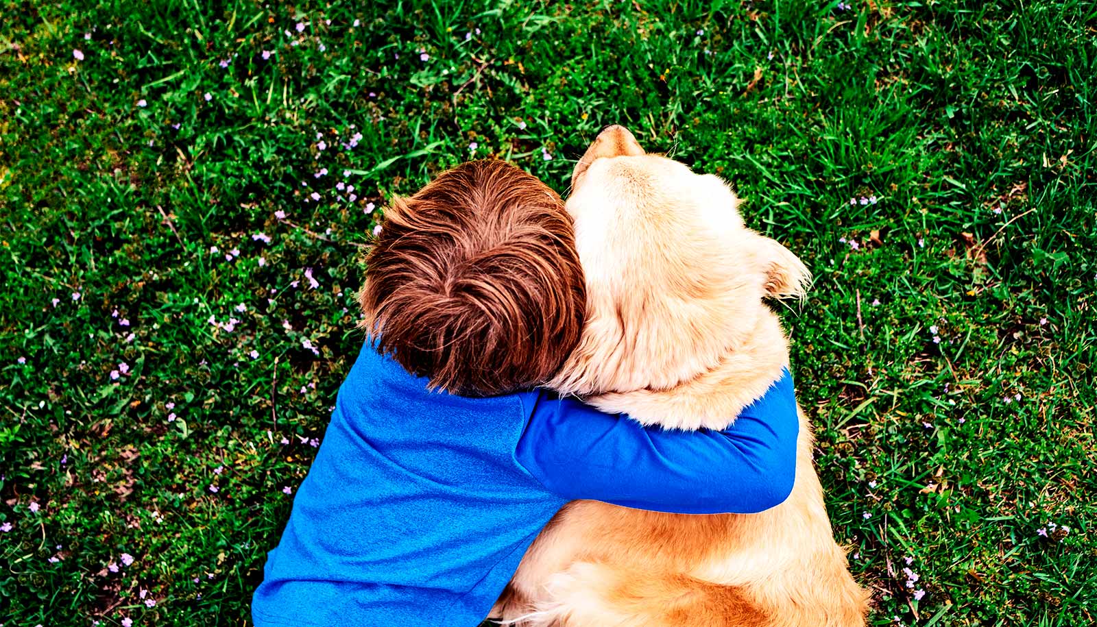 Team finds gene tied to deadly disease in golden retrievers