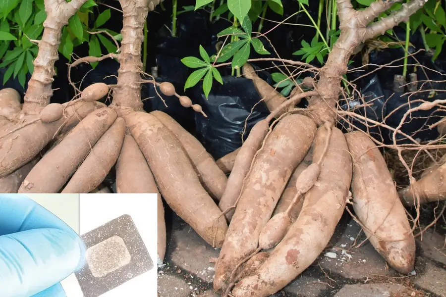 Cassava starch patch breakthrough in Kerala could aid treatment of mouth disorders, oral cancer