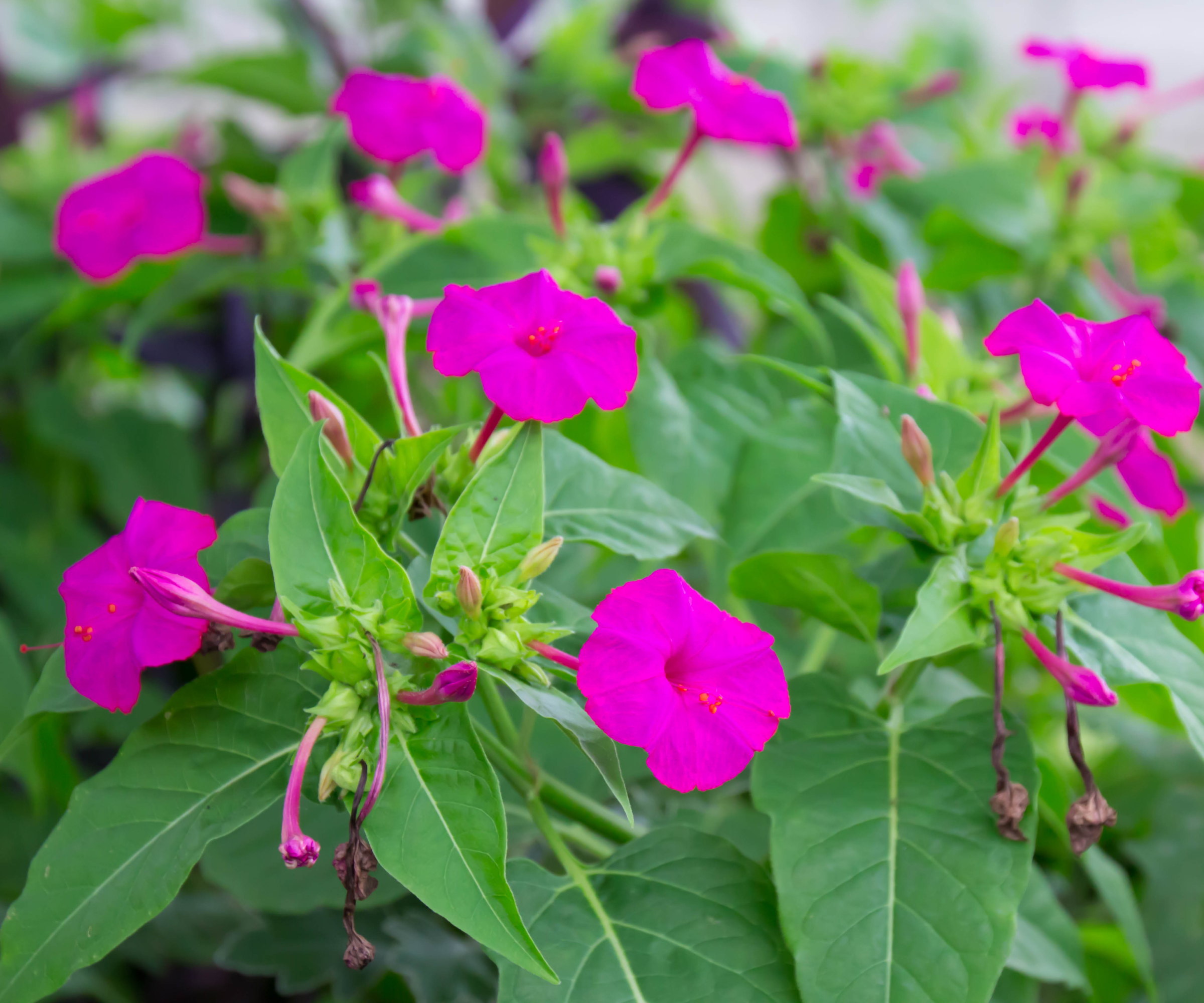 Pink flowering four o'clock plants