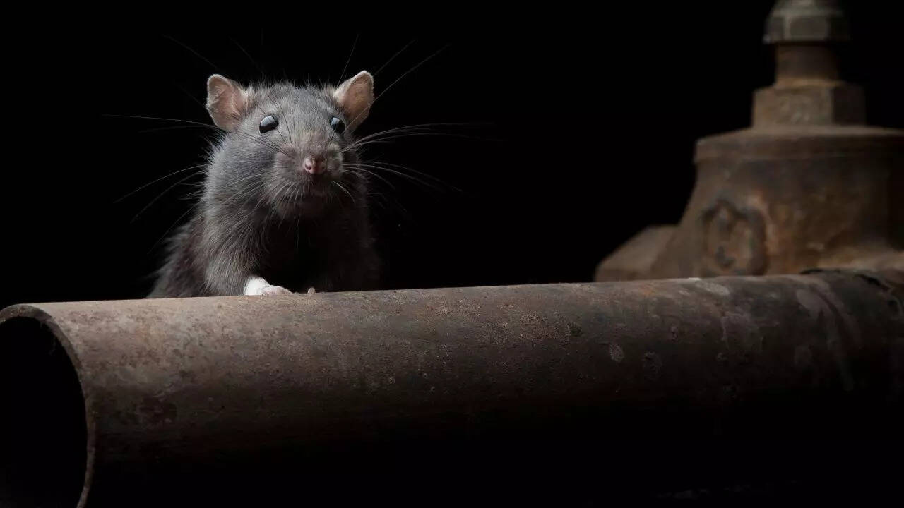 Why deadly animals remain hidden around humans