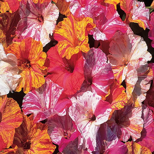 Kaleidoscope Four OClock Seeds
