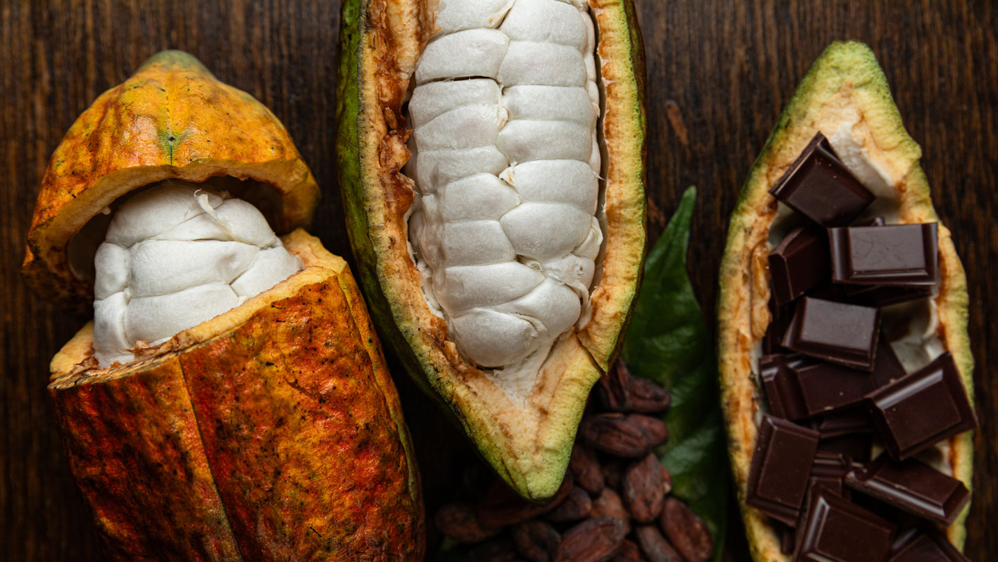 Thank microbes for chocolate’s tasty flavors