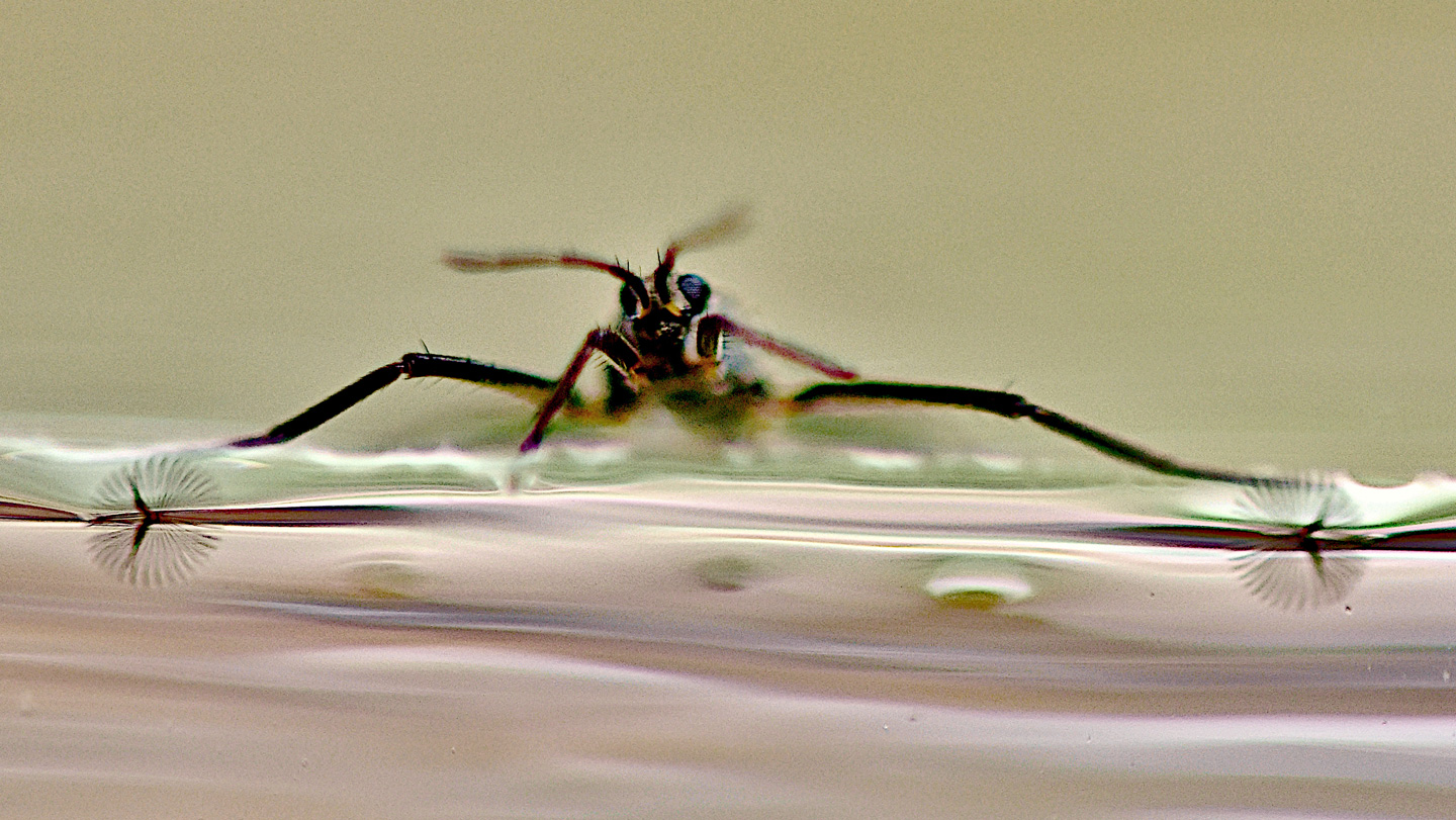 Ripple bugs’ frilly feet inspired a water-striding robot