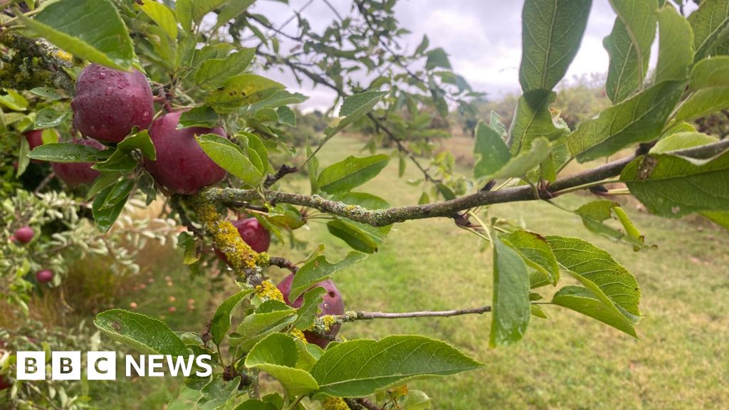 Busway through Cambridge orchard will destroy trees, says owner