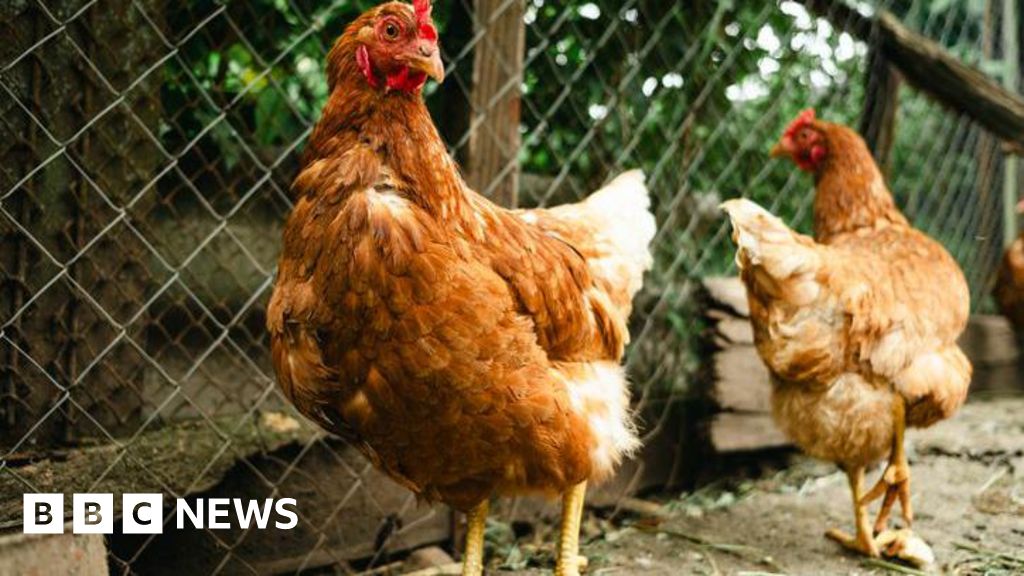 Cheshire poultry flock to be culled after bird flu outbreak