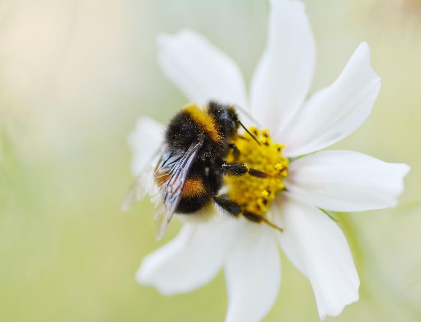Solar Farms Could Save Bumblebee
