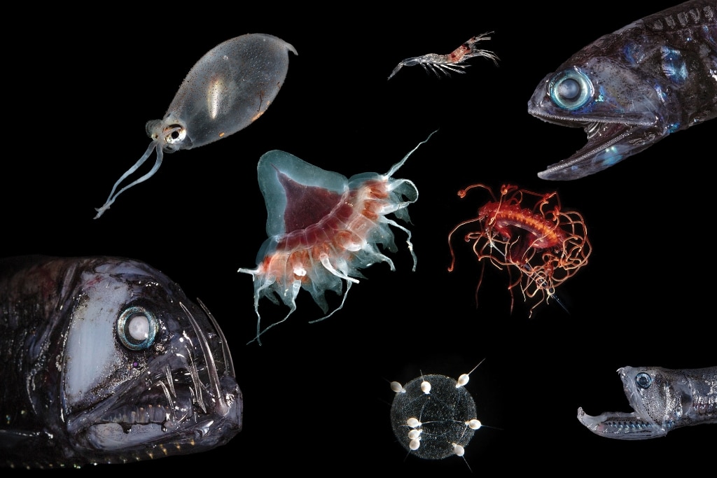 The Ocean’s ‘Twilight Zone’ Is Under Threat — We Must Act Now