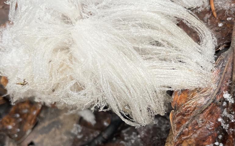 Hair ice enlivens an extended fall
