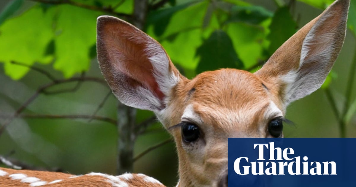 Infectious diseases are killing deer and risking rural US economies: ‘You smell the dead everywhere’ | US news