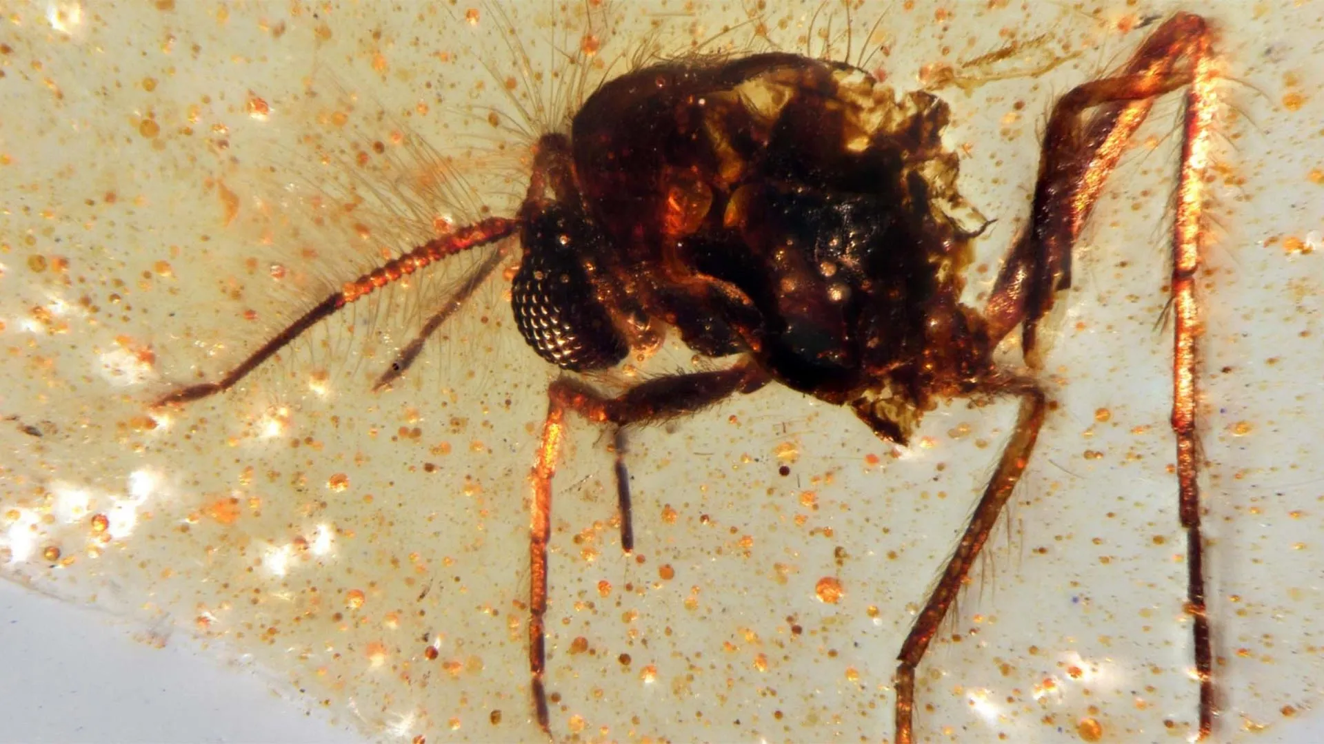 Scientists unearth a 112-million-year-old time capsule filled with ancient insects
