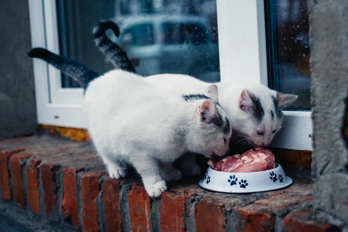 Raw cat food poses risks for pets and people around them