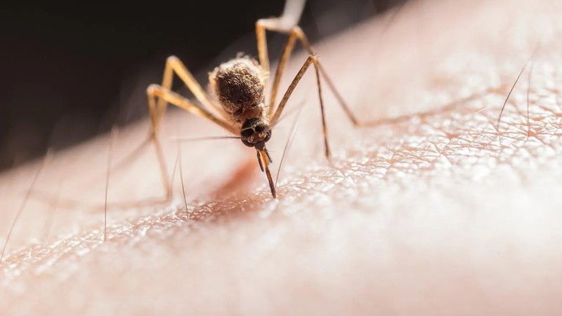 Chikungunya on the rise: essential tips to stay safe this summer