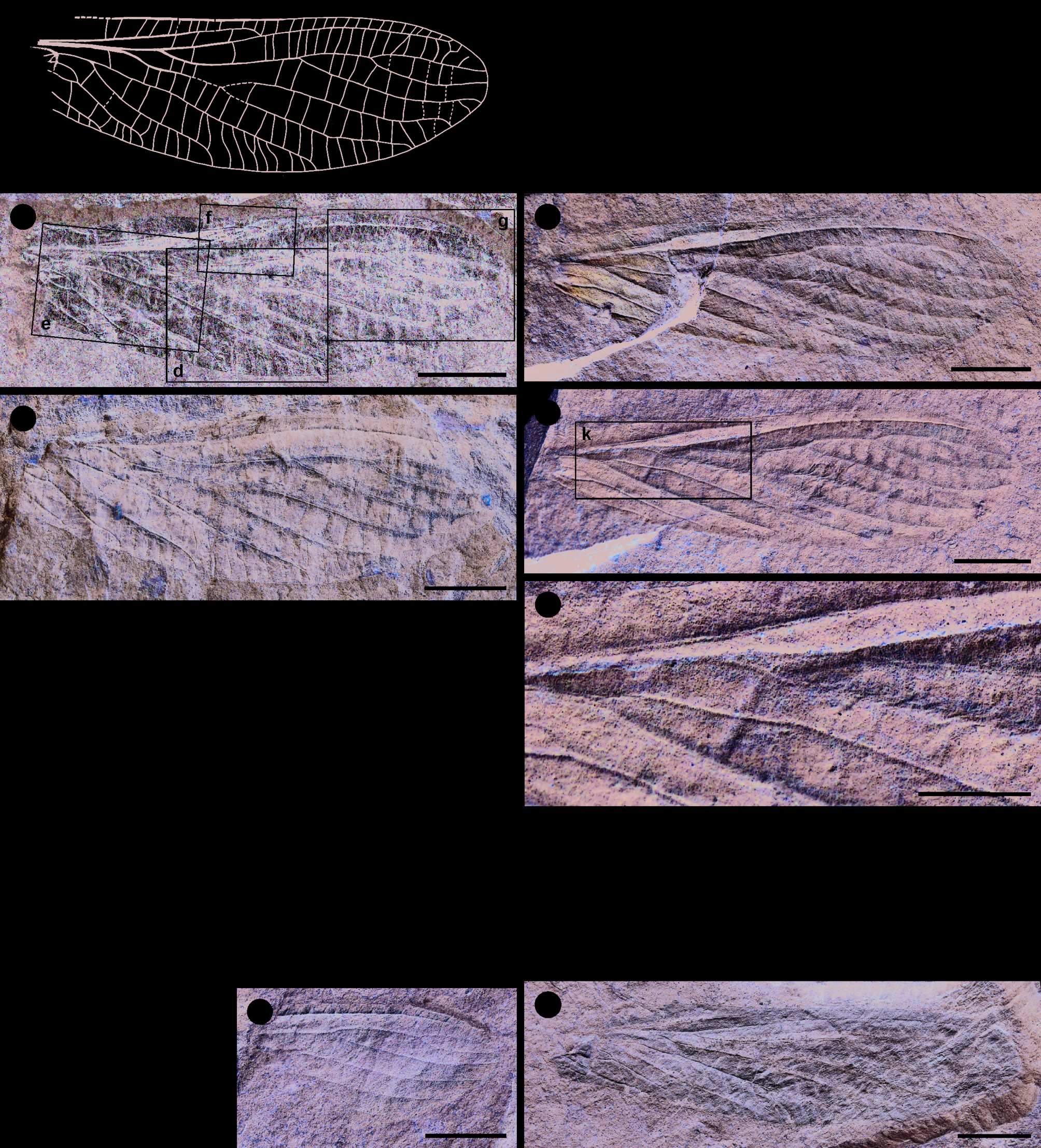 Early evolution of the stonefly lineage (Insecta, Plecoptera) revealed by a new diversity of Carboniferous stem-group species | BMC Ecology and Evolution