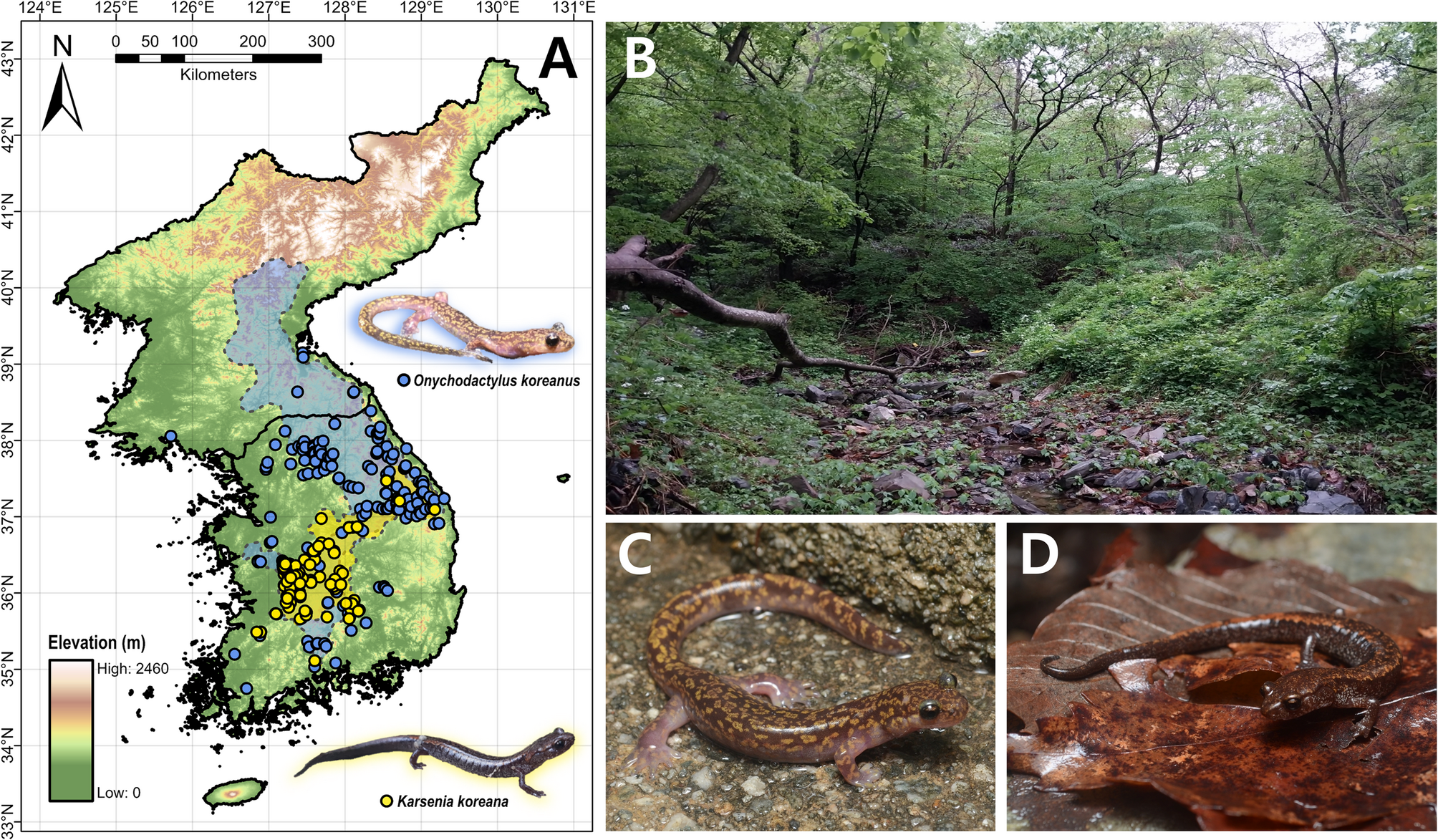 Climatic data sources and limitations of ecological niche models impact the estimations of historical ranges and niche overlaps in distantly related Korean salamanders | BMC Ecology and Evolution