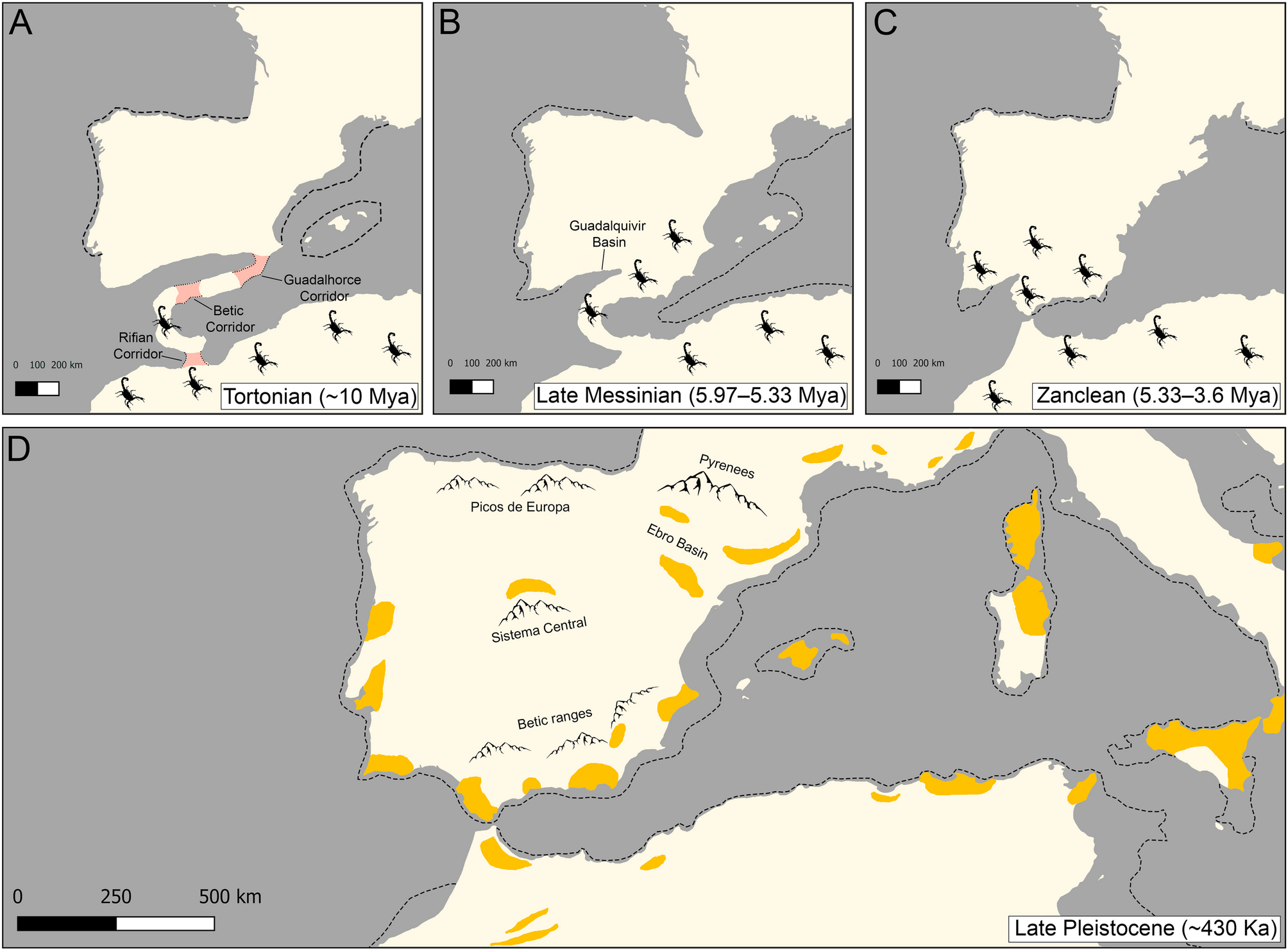 Mito-nuclear discordance reveals introgressive hybridization following vicariance and secondary contact in Iberian scorpions (Buthidae: Buthus) | BMC Ecology and Evolution