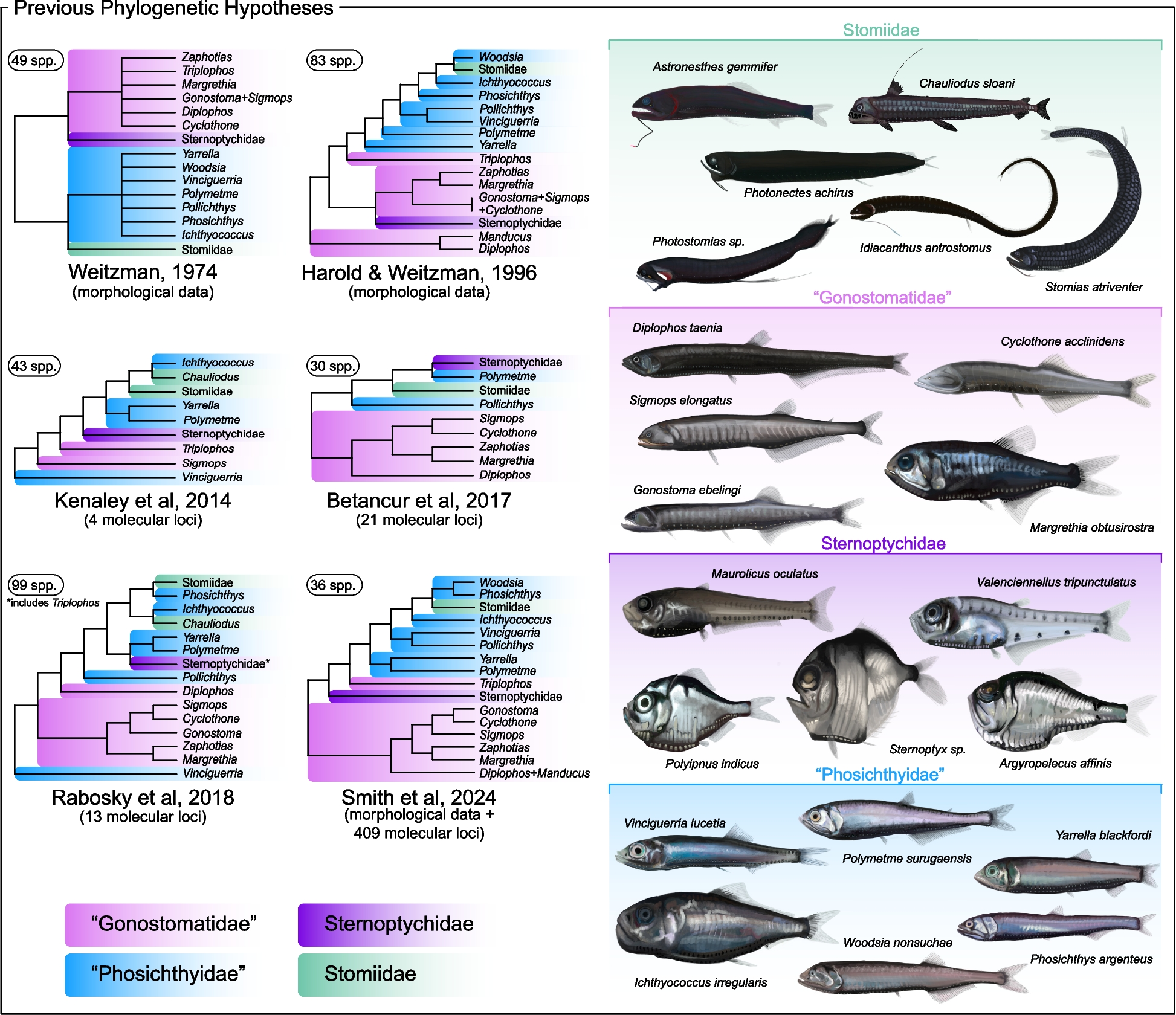 Genome-wide phylogeny reshapes our understanding of the evolution of deep-sea dragonfishes, bristlemouths, viperfishes, and allies (Stomiiformes) | BMC Ecology and Evolution