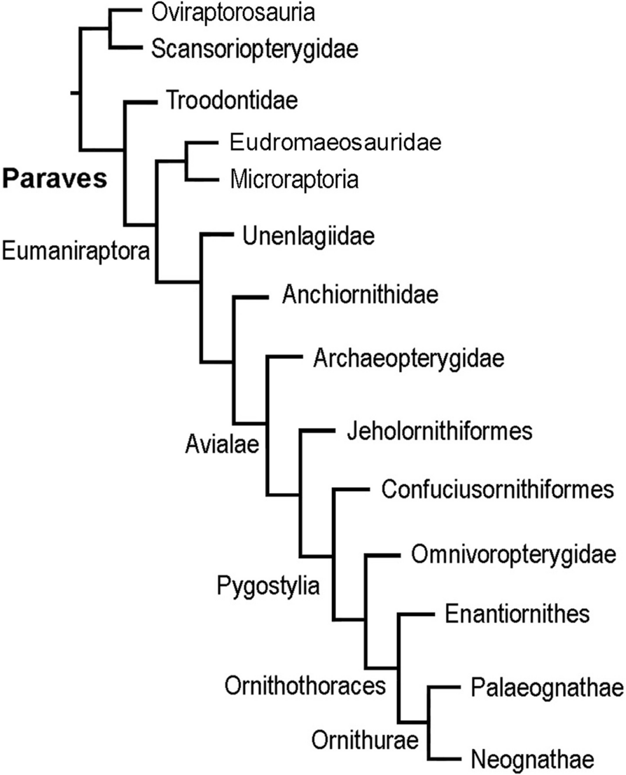 Reconstruction of pectoral musculature in non-avialan paravians and basal birds: implications in the acquisition of flapping flight | BMC Ecology and Evolution